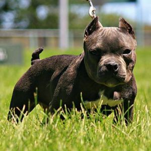 Meet your Posher, Leroy